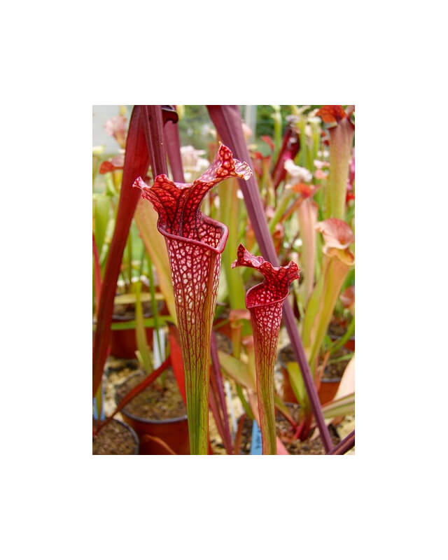 S. leucophylla x oreophila-Sarracenia hybrides