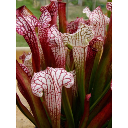 Sarracenia x 'Thomas'-Sarracenia hybrides