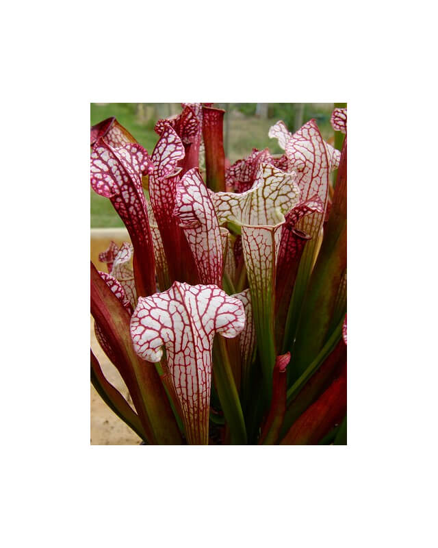 S. leucophylla x umlauftiana-Sarracenia hybrides