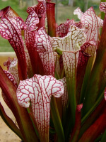 S. leucophylla x umlauftiana
