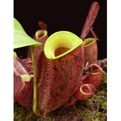 Nepenthes ampullaria 'Lime Twist' BE-3390-Nepenthes de plaine