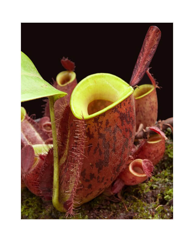 Nepenthes ampullaria 'Lime Twist' BE-3390-Nepenthes de plaine