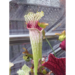 S. leucophylla -- 'Dionne' (Ries van Ool)-Sarracenia leucophylla