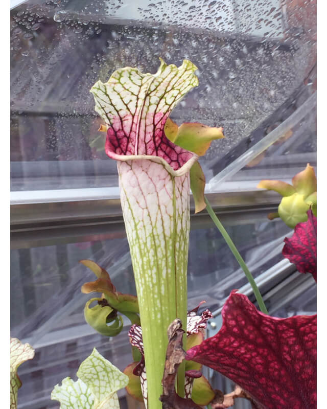 Sarracenia leucophylla -- Yellow flower,Citronelle,AL, W(PM,L10)( L42 MK)-Sarracenia leucophylla