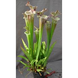 SXM01 S.x Moorei -- `Leah Wilkerson’ x SXM31 S.x Moorei -- `Adrian Slack’ cl8-Hybrides Cédric Carnivore's