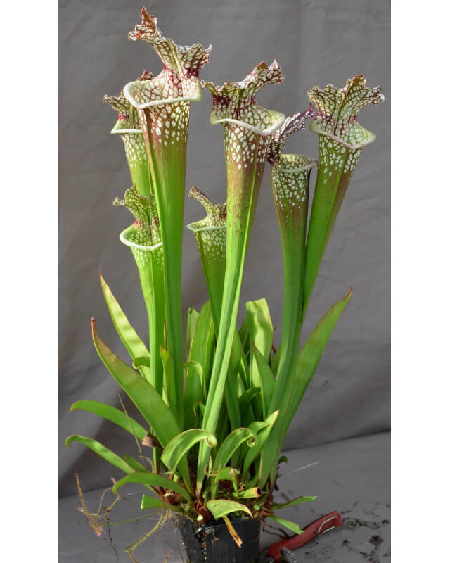 SL97 (S. Leucophylla -- Franklin County A X B) x Inspiration-Hybrides Cédric Carnivore's