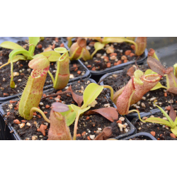 (N.Spathulata x spectabilis) x (Spathulata x hamata) seedgrow-Nepenthes d'altitude