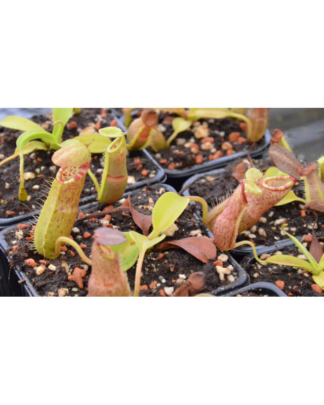 (N.Spathulata x spectabilis) x (Spathulata x hamata) seedgrow-Nepenthes d'altitude