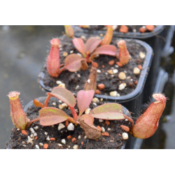 Nepenthes 'Midnight'-Nepenthes d'altitude