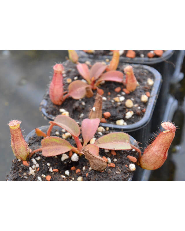 Nepenthes peltata x truncata red flush seedgrow-Nepenthes d'altitude