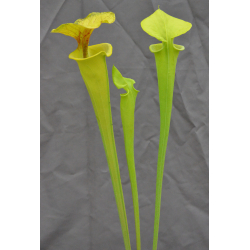 SFX21 S. flava -- Giant tube, fluorescent green x Sarracenia flava var. rugelii -- giant robust clone (F18, MK)-Miscellaneous