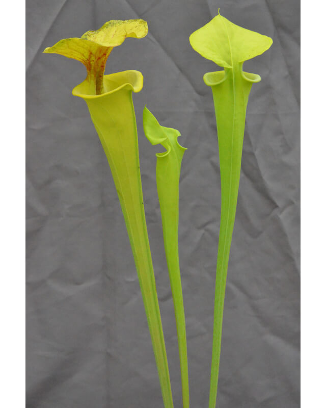 SFX21 S. flava -- Giant tube, fluorescent green x Sarracenia flava var. rugelii -- giant robust clone (F18, MK)-Miscellaneous