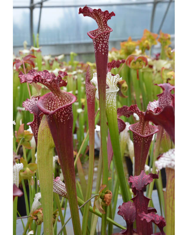 (SOP09 S.leucophylla -- Red x S.flava var. rubricorpora) x SL25 S. leucophylla -- pink lip, Appalachicola National Forest-Hybrides Cédric Carnivore's