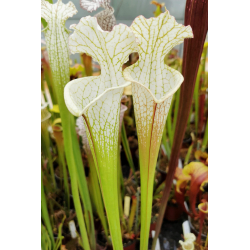 Sarracenia leucophylla -- Bris-Sarracenia leucophylla
