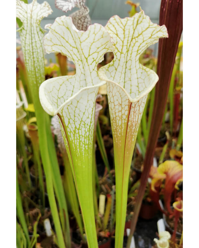 S. leucophylla -- “Hurricane Creek White relic” x “Hurricane Creek White clone f"-Sarracenia leucophylla