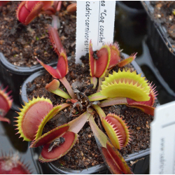 Dionaea 'coq couché'-Dionaea