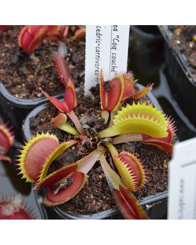 Dionaea 'coq couché'-Dionaea