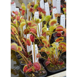 Dionaea 'SL 15', piranha teeth-Dionaea