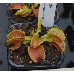 Dionaea fused tooth giant '46'-Dionaea