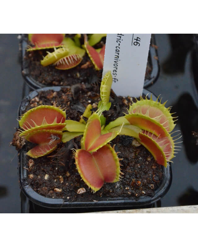 Dionaea fused tooth giant '46'-Dionaea