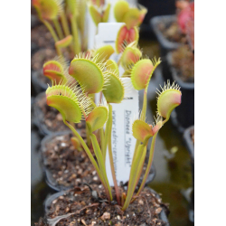 Dionaea 'SL 15', piranha teeth-Dionaea