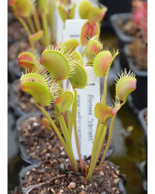 Dionaea upright ck-Dionaea