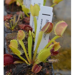 Dionaea 'mirror'-Dionaea