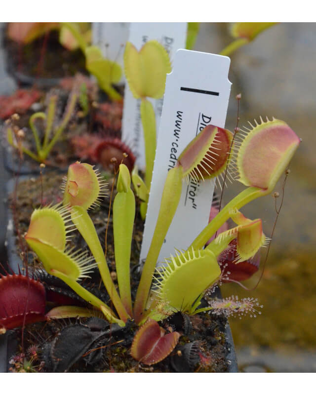 Dionaea mirror-Dionaea