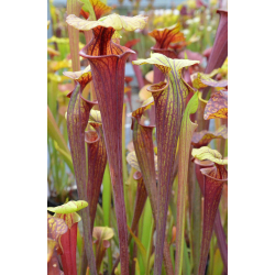 Sarracenia flava var. rubricorpora -- ornata int, Wewahitchka FL (F56 MK)-var. rubricorpora