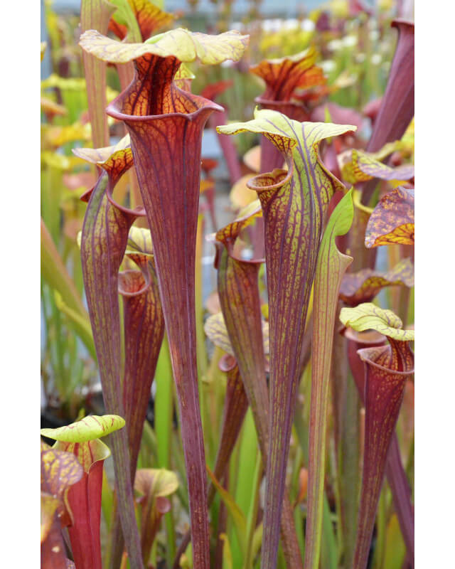 Sarracenia flava var. rubricorpora -- ornata int, Wewahitchka FL (F56 MK)-var. rubricorpora