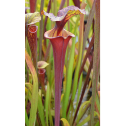 Sarracenia flava var. rubricorpora -- apalachicola FL-var. rubricorpora