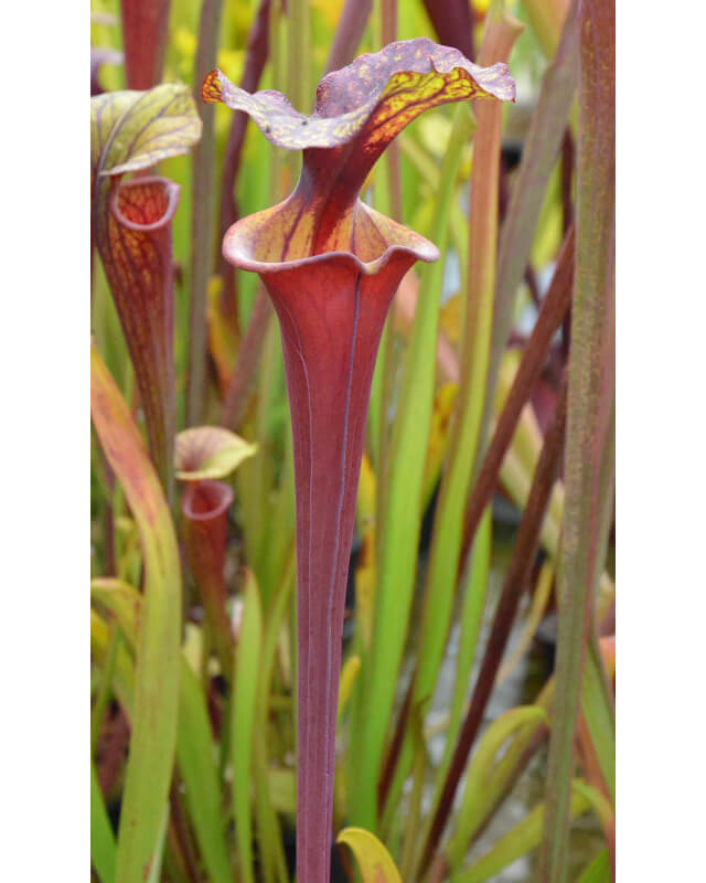 Sarracenia flava var. rubricorpora -- apalachicola FL-var. rubricorpora