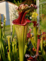 S. leucophylla x oreophila, Karen will usa