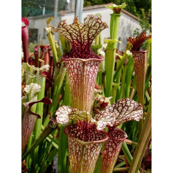 S. x oreophila x (alata x leucophylla) Orange flower-Sarracenia hybrides