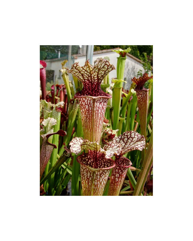 S. leucophylla x oreophila, Karen will usa-Sarracenia hybrides