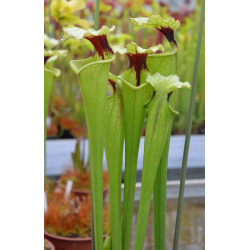 Sarracenia 'French Elegance'-Hybrides Cédric Carnivore's