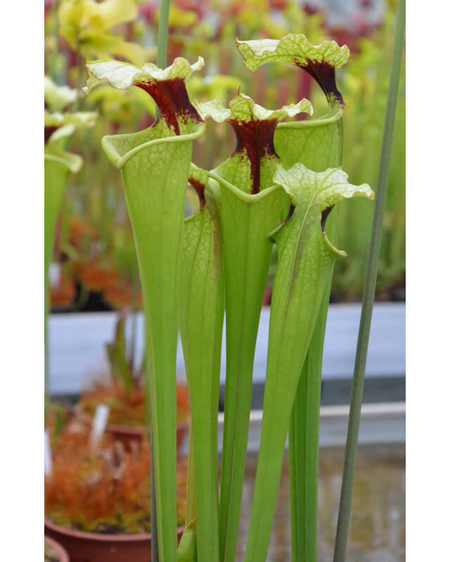 Sarracenia 'French Elegance'-Hybrides Cédric Carnivore's