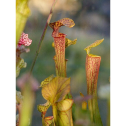 Sarracenia (S.alata x S.leucophylla -- Red & Gold) x S.x moorei -- 'Leah Wilkerson'-Sarracenia hybrides