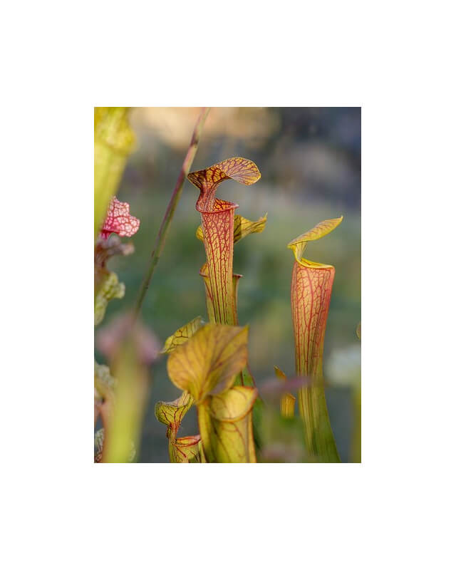 S. x `Mercury’ Sarracenia Nurseries, Chris Crowe, (H60,MK)-Sarracenia hybrides