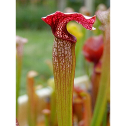 S.x areolata giant-Sarracenia hybrides