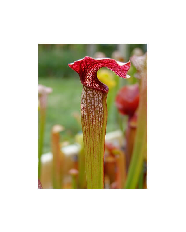 S. x `Llama’(DC 2004), (H108,MK)-Sarracenia hybrides