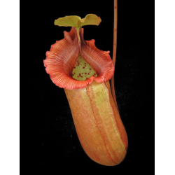 Nepenthes veitchii-Nepenthes d'altitude