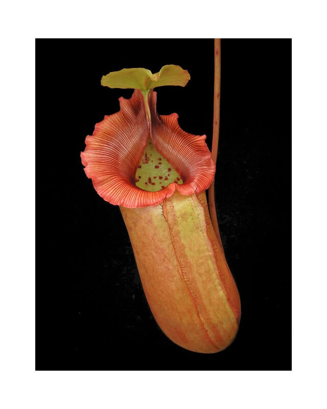 Nepenthes sibuyanensis x robcantleyi BE-3713-Nepenthes d'altitude