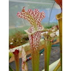 S. x hybride leucophylla-Sarracenia hybrides