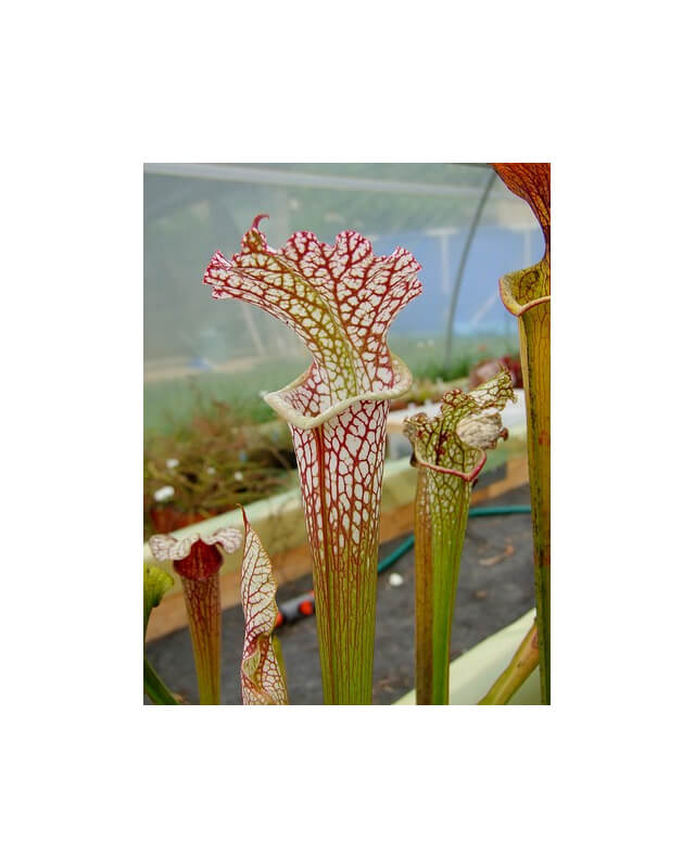 S. x hybride leucophylla-Sarracenia hybrides