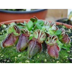 Cephalotus follicularis-Cephalotus