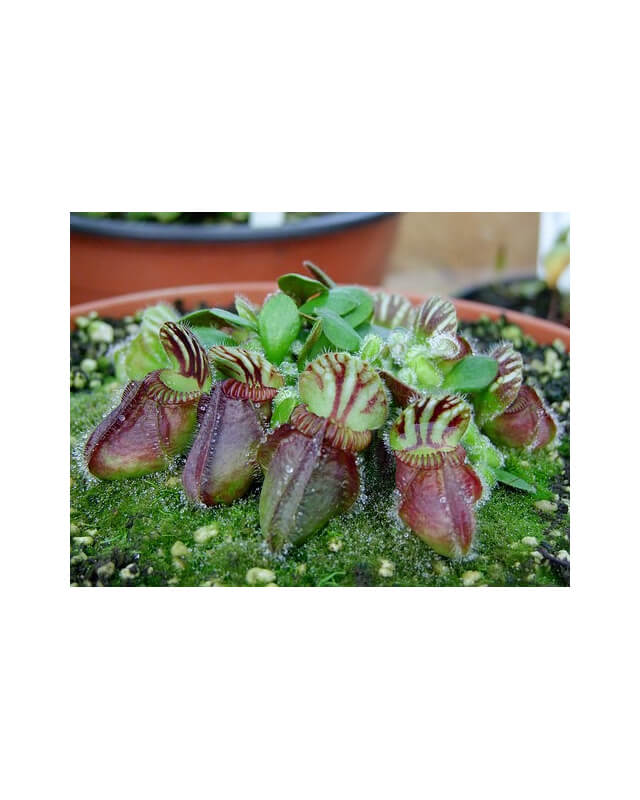 Cephalotus follicularis-Cephalotus
