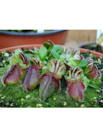 Cephalotus follicularis