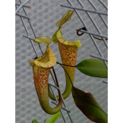 Nepenthes 'Midnight'-Nepenthes d'altitude