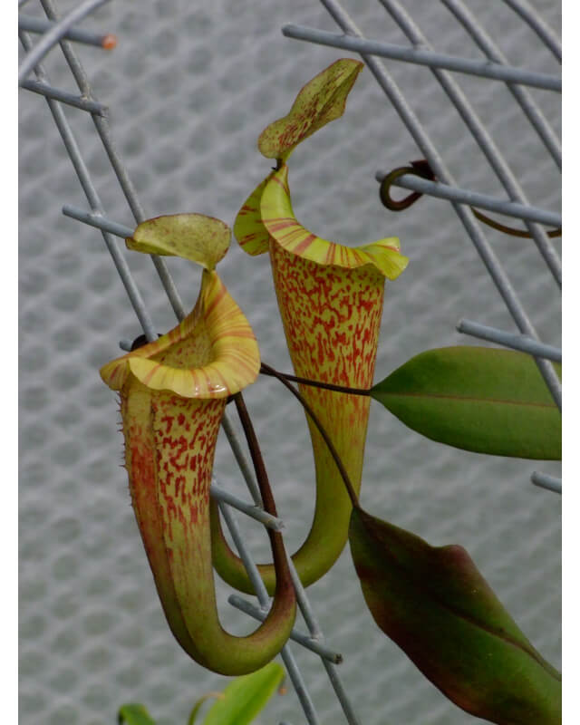 Nepenthes platychila – clones variés BE-4065-Nepenthes d'altitude